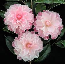 Buttons And Bows Camellia Purple Shrubs Beautiful Flowers Flowers