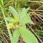 Image result for Eriosema affine