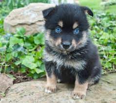 At $ 650 huskys are good family pets when treated respectfully, The Pomsky A Triple A Crossbreed Adorable Active And Adaptable K9 Web