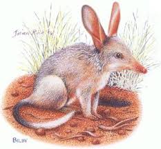 Australian Bilby Australian Native Animals Mammals Animals Wild