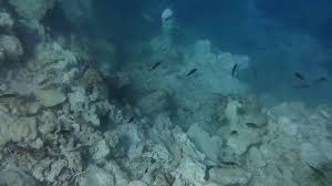 Diving school: Hold oil platform liable for damage to coral reef