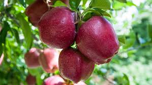 apples ile ilgili gÃ¶rsel sonucu