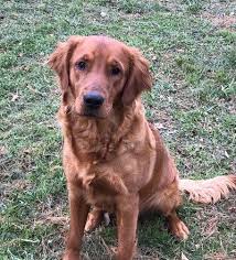 Pups are $1,500, with a $500 non refundable deposit at the time of the pic which of course comes off the total leaving the balance due at the time of. Bounderhill Goldens Golden Retrievers Dark Red Golden Retrievers Field Golden Retrievers H Golden Retriever Red Golden Retriever Red Golden Retriever Puppy