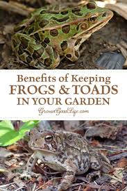 Check spelling or type a new query. Inviting Frogs And Toads To Your Garden Frog And Toad Garden Frogs Toad