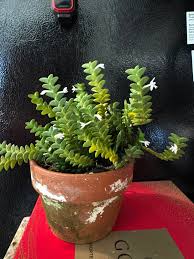 Image result for Angraecum distichum