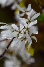 Image result for Amelanchier laevis