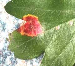 Image result for Gymnosporia pubescens