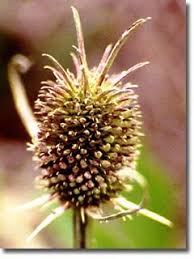 Image result for Dipsacaceae