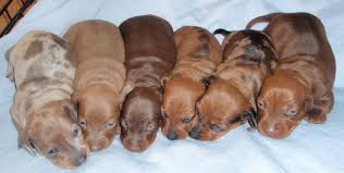 The goldendoodle is a golden retriever poodle mix. Dachshund Rescue Near Me Online Shopping