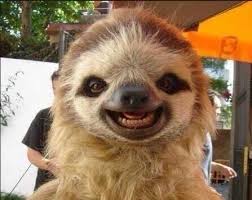 That S Earth On Twitter Happy Animals Cute Sloth Smiling Animals