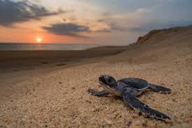Check spelling or type a new query. Baby Sea Turtles See Turtles