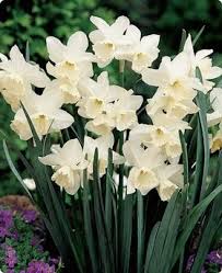 K Van Bourgondien Sons Wholesale Flower Bulbs And Perennials Daffodil Bulbs Bulb Flowers Daffodils