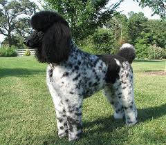 Black And White Tuxedo Standard Poodle Painter The Parti Poodle Pudel Tovary Dlya Zhivotnyh Zhivotnye