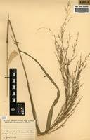 Image result for Panicum phragmitoides