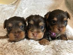 We offer a variety of puppies in nc and surrounding states from reputable dog breeders. Jennifer S Tiny Paws Home Facebook