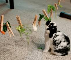 The Cheapest Homemade Toys For Rabbits Netherlanddwarfbunny Com In 2020 Pet Rabbit Netherland Dwarf Bunny Dwarf Bunnies