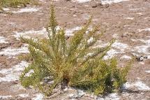 Image result for Zygophyllum leucocladum