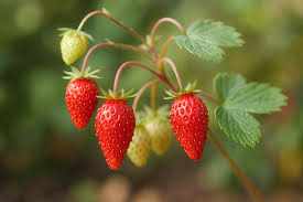 Image result for Fragaria vesca