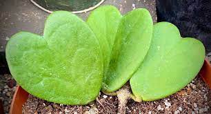 They come in a vast range of shapes and sizes from the petite to the grand. Hoya Kerrii Care How To Grow Sweetheart Plant