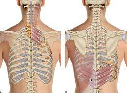 Scapula with ribs back side view stock illustration. Back Muscles Attachments Nerve Supply Action Anatomy Info