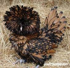 With him, in his 'luggage,' he brought his. Gold Laced Polish Fancy Chickens Beautiful Chickens Chicken Breeds