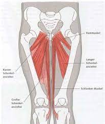 Funktionelle Anatomie Adduktoren Diagram Quizlet