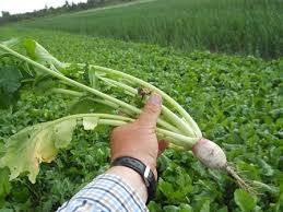 The leafy vegetable can grow well in fall and spring. Planting Cover Crops To Improve Clay Soil Quality Used For Pasturing Livestock Msu Extension