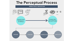 The perceptual process begins when our sensory receptors (eyes, ears, tongue, nose, and skin) come in contact with sensory stimuli (sights, sounds, tastes, odours, and textiles) around us. The Perceptual Process Introduction To Consumer Behaviour