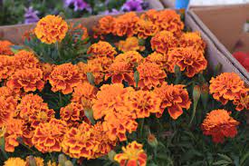 We continually update this database, so please bookmark it and check back weekly. Growing Annuals In Zone 8 What Are The Best Annuals For Zone 8
