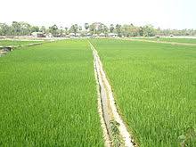 Résultat de recherche d'images pour "rizières, photos"