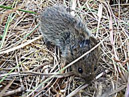 Die erkrankung kann schwere folgen haben und bis zum nierenversagen führen. Hantavirus Hantavirus Verbreitungskarte 2019