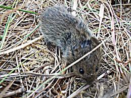 Alles wissenswertes zur verbreitung in deutschland, übertragung. Hantavirus Erkrankungen Friedrich Loeffler Institut