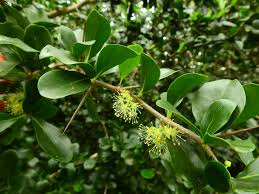 Image result for Dovyalis afra