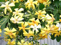 Australian Native Frangipani Hymenosporum Flavum Flower Australian Native Flowers Australian Native Garden Native Garden