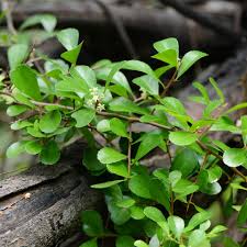 Image result for Gymnosporia buchananii