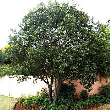 Southern africa is home to the pompom tree (dais cotinifolia), hardy in u.s. Home Dzine Garden Ideas Indigenous Trees For A Small Garden