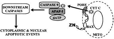 Of course, your specialist is the main person whose advice you should follow but it doesn't do anyone harm. Role Of Zinc In The Pathogenesis And Treatment Of Prostate Cancer Critical Issues To Resolve Prostate Cancer And Prostatic Diseases
