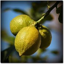 La ricetta del liquore simbolo della sicilia. Limoncello Di Sicilia Ricette Siciliane