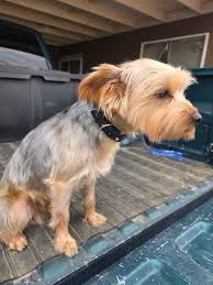 Not bad for my first time EVER cutting my dogs face/head/ears