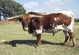 Descended from cattle that thrived in arid parts of southern iberia, these cattle have been bred for a high dr. Breeds Texas Longhorn The Cattle Site