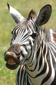 Image result for Uvaria tanzaniae