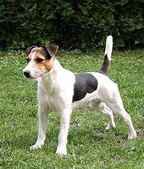 Parson Russell Terrier Breed Info Pictures Characteristics Hypoallergenic No Parson Russell Terrier Jack Terrier Russell Terrier