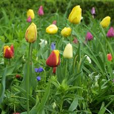 April Garden To Do List For The Northeast Finegardening In 2020 Garden Helpers Fine Gardening Magazine Spring Bulbs