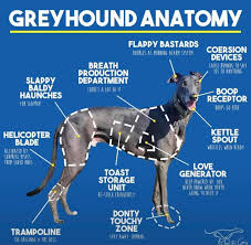 Affectionate, gentle and intelligent, greyhounds make great pets for most households including those who live in smaller homes. H8dtfteqtpdo4m