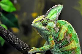 Veiled Chameleon Care Habitat Diet Lifespan Size He made his debut in the sega genesis/snes versions of ultimate mortal kombat 3 (only through a game genie or pro action replay; veiled chameleon care habitat diet
