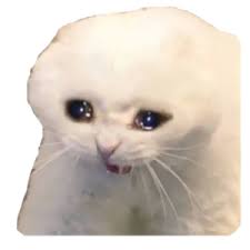 Cursed Cats By Rookie Sticker Maker For Whatsapp Maybe i can do a part 2 with other cats! cursed cats by rookie sticker maker