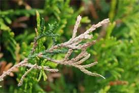 Image result for argyresthia thuiella thuja symptoms