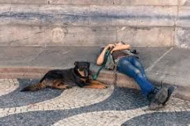 Bir Kopegin Kasinma Nedenleri Nelerdir My Animals