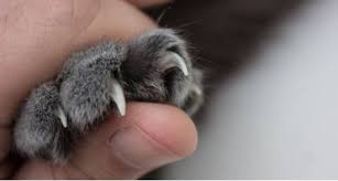 Cat's claw is a popular herbal supplement derived from a tropical vine. How To Keep Your Cat S Claws Dull Archie Cat