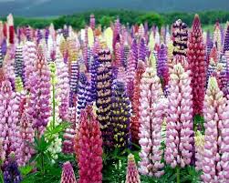Essentials of flower garden design * 15 top design tips to help you create your garden style, * start here before you design or develop a new but start right here to improve and develop your flower garden designs. Beautiful Flowers For The Garden Provide An Explosion Of Color Interior Design Ideas Ofdesign